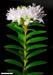 Veronica diosmifolia. Sprig. Scale = 10 mm.
 Image: P.J. Garnock-Jones © P.J. Garnock-Jones CC-BY-NC 3.0 NZ
